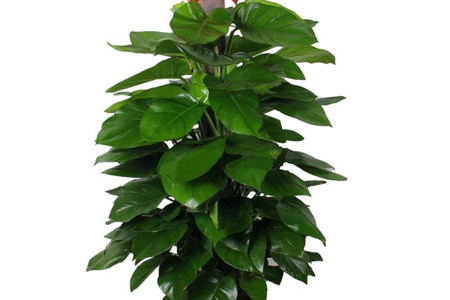 大叶绿萝养殖方法和技巧,大叶绿萝怎么养才能更旺盛小妙招