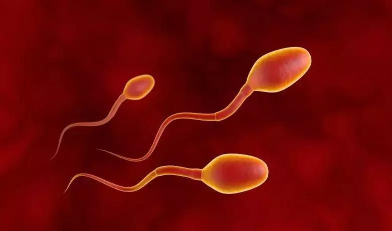 备孕对精子好的食物有哪些,男士备孕期间如何提高精子质量