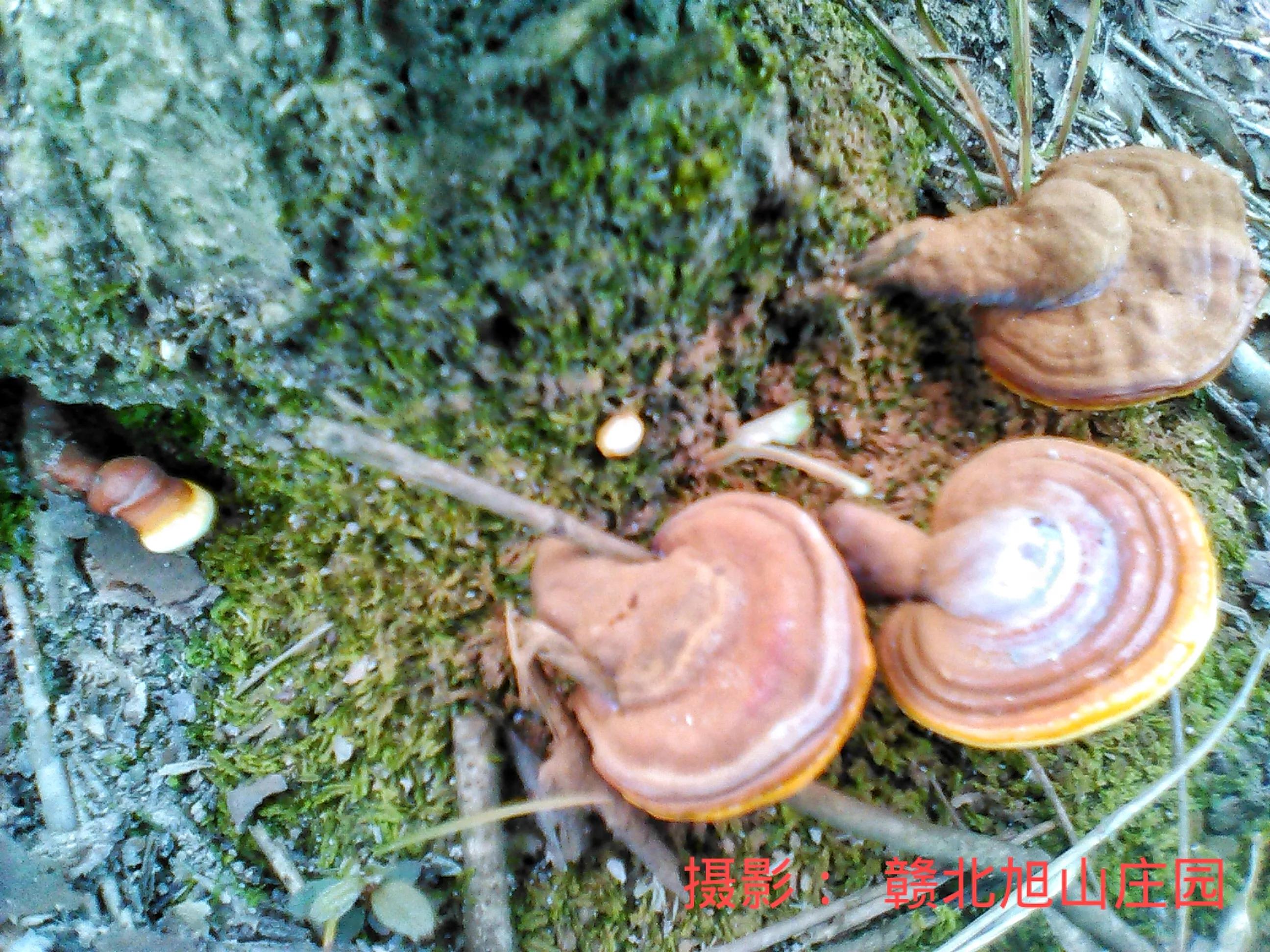 江西省赣北旭山庄园,灵芝旭山庄园