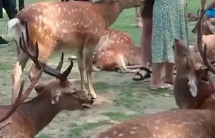 日本消费税变化情况 (日本为什么要上调消费税)