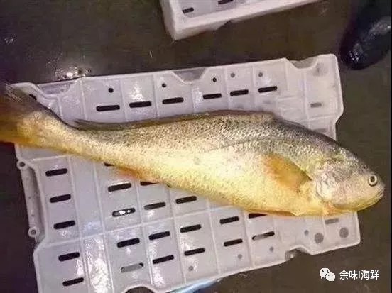天价野生大黄鱼,温州天价野生大黄鱼