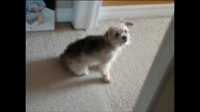 狗狗身上有异味脚还臭咋回事,狗狗身上有异味跟狗粮有关系吗