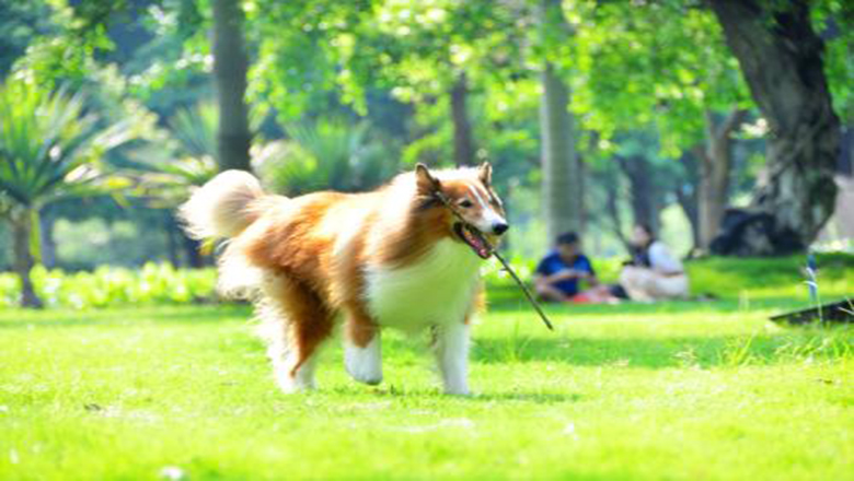 苏牧购买,哪里可以买到正宗的苏牧