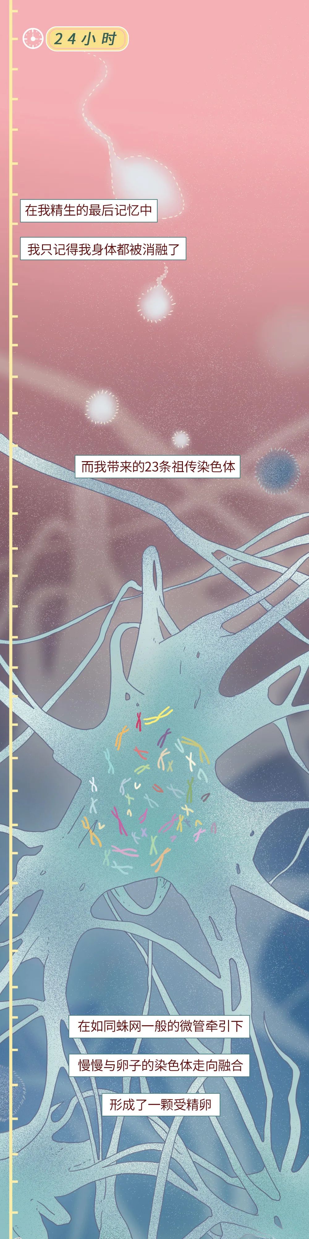 精子进入人体24小时变化,男性精子在体内存活时间