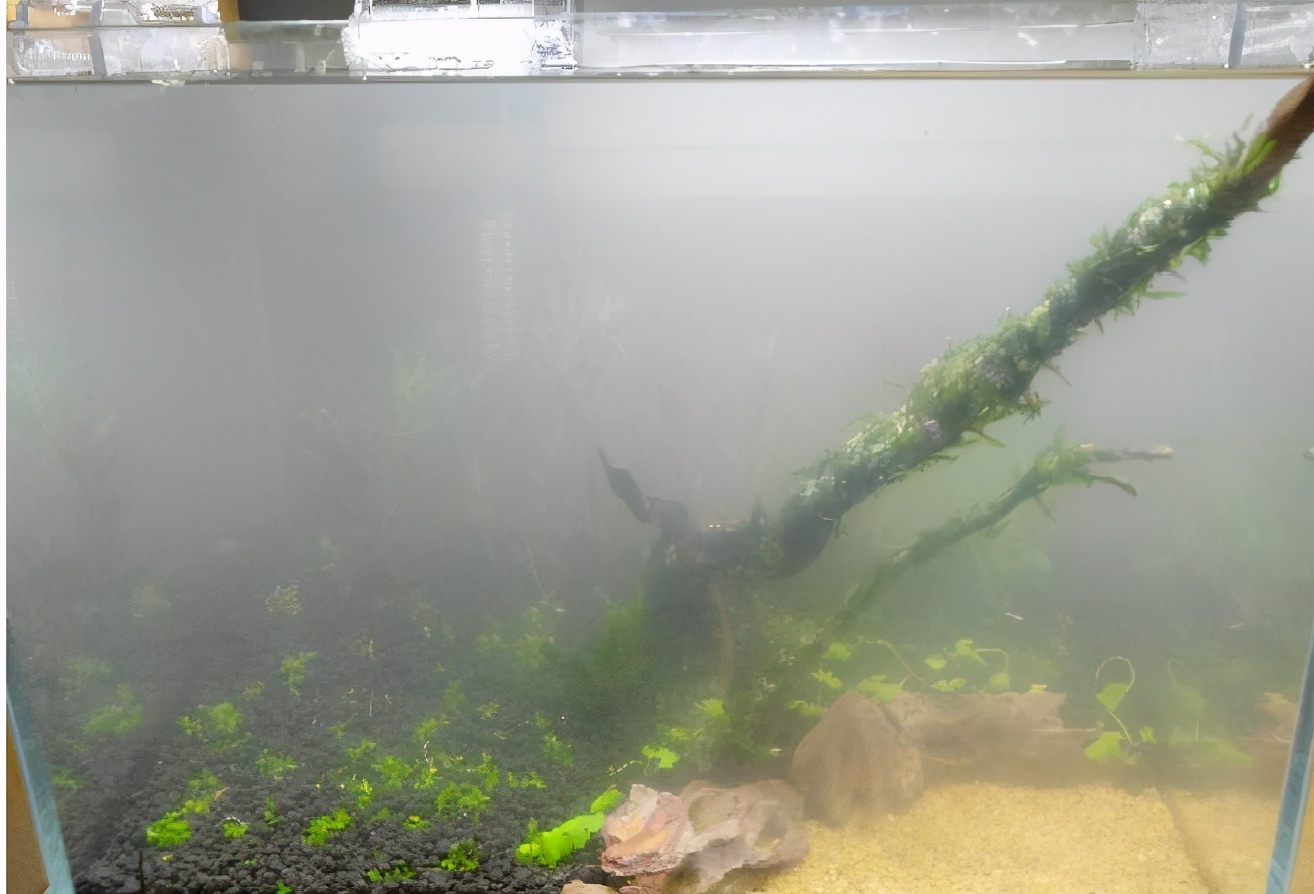 鱼缸黄水绿水怎么处理,鱼缸绿水和黄水如何处理