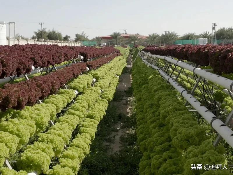 除了大米，阿联酋开始计划种植自己的咖啡和小麦