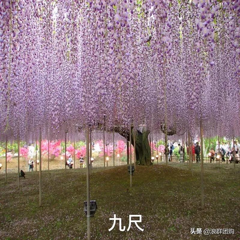 中式庭院藤类植物,枫树和紫藤