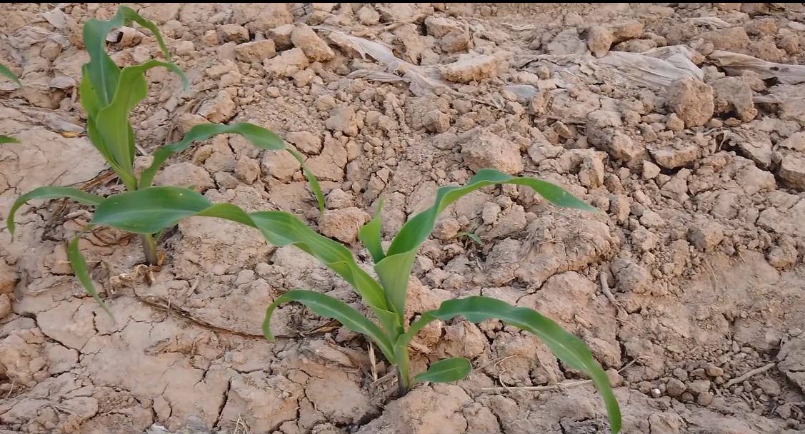 玉米缺苗怎么补种,玉米地里缺苗补种玉米还行吗