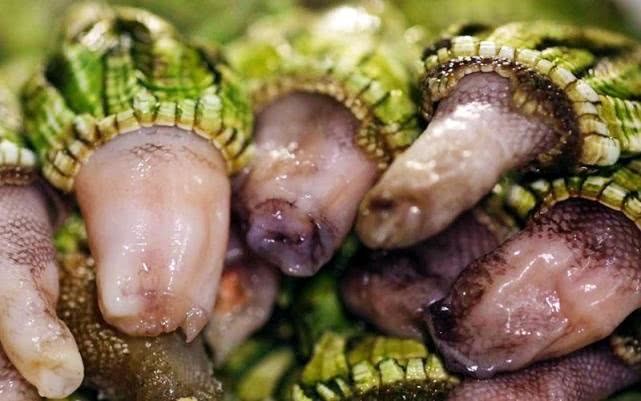 蟹奴寄生在母螃蟹上吗,蟹奴寄生的只有公蟹吗