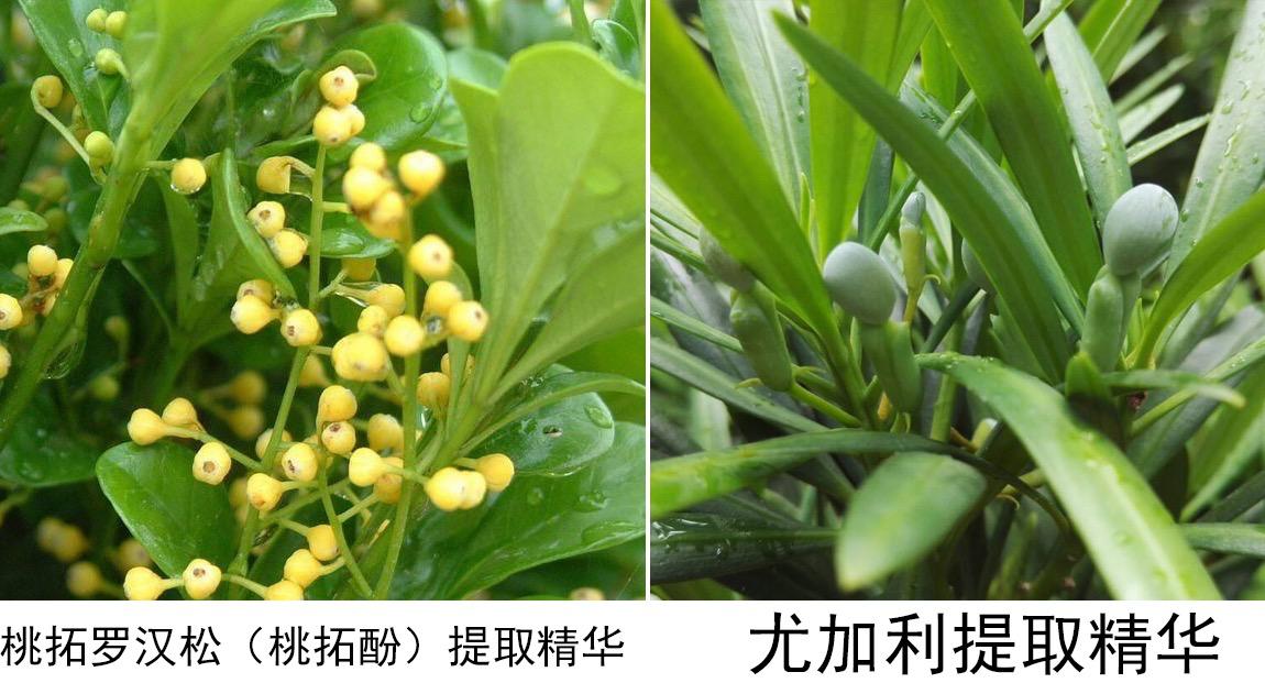 抽烟人的牙膏推荐,澳洲本命牙膏测评