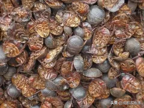 养殖土元能赚钱吗,土元的养殖方法和经济价格