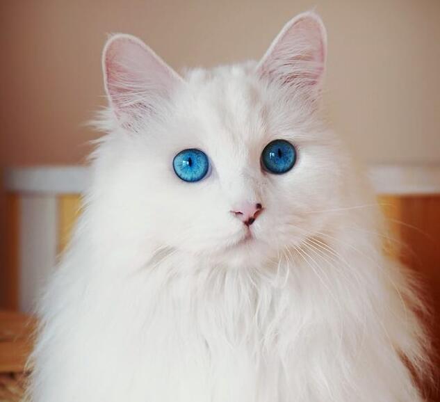 猫粮喂养排行榜,最容易增肥的猫粮