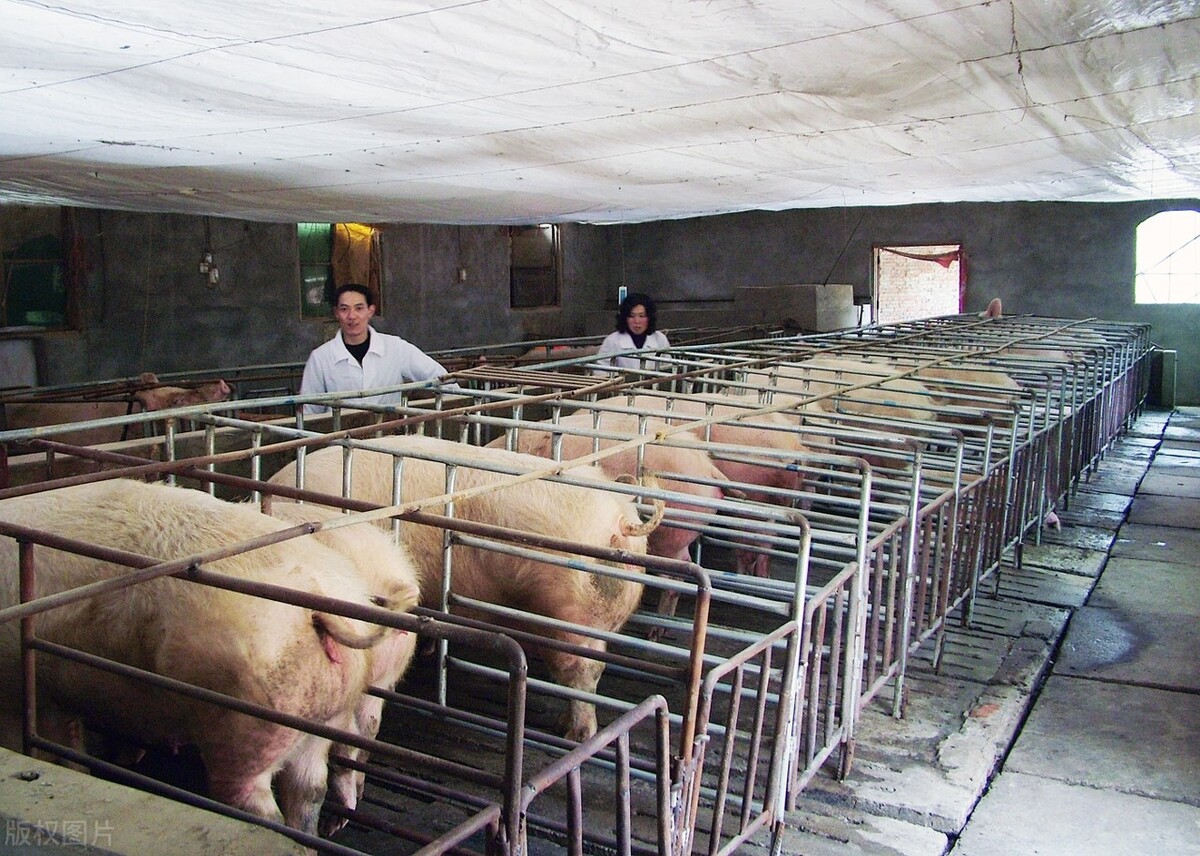 预测2021猪价,2023年到2025年猪价预测