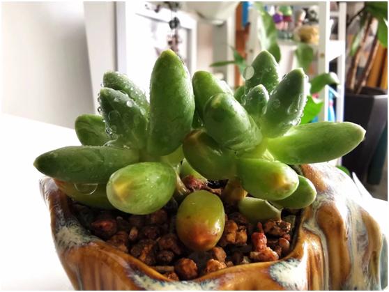 多肉虐我千百遍，我待多肉如初恋