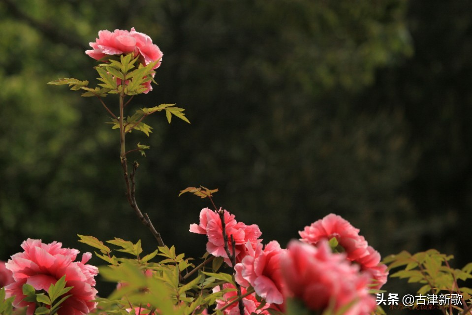 最美牡丹诗词20首,研究牡丹花