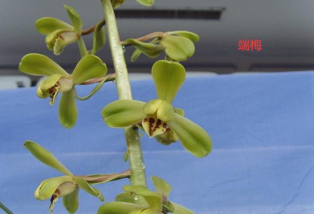 蕙兰新品图片欣赏大全,蕙兰新八种叶片欣赏