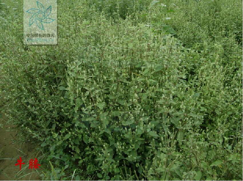 川牛膝与怀牛膝的功效有什么异同,牛膝与川牛膝有什么区别与联系