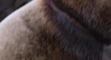 富二代晒骨皮包的残忍真相,富二代晒人骨皮包的残忍真相