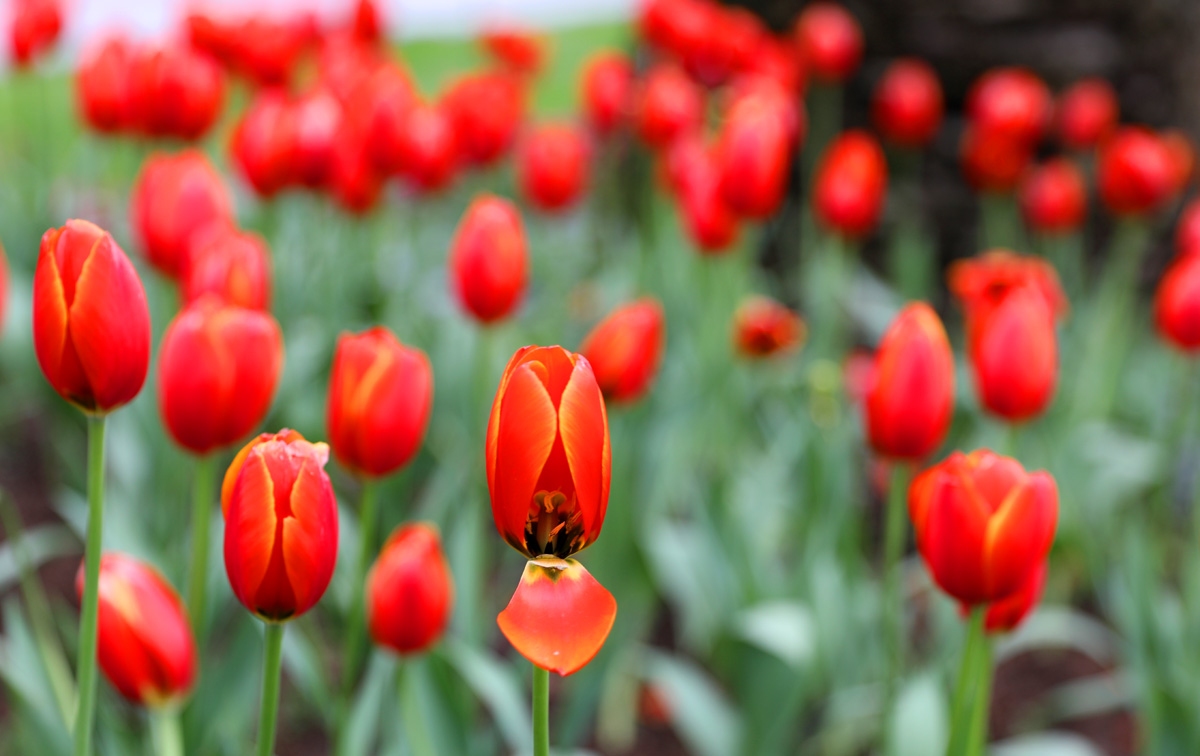 宁波现在哪里可以看郁金香,宁波郁金香在什么地方