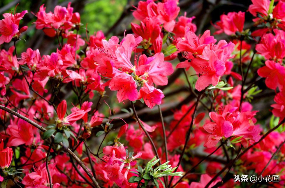 杜鹃花叶子掉光了还能救活吗视频,杜鹃花的叶子干枯发黑是什么原因