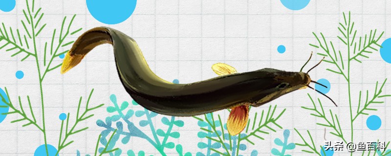 养小泥鳅,泥鳅的养殖方法怎么喂养