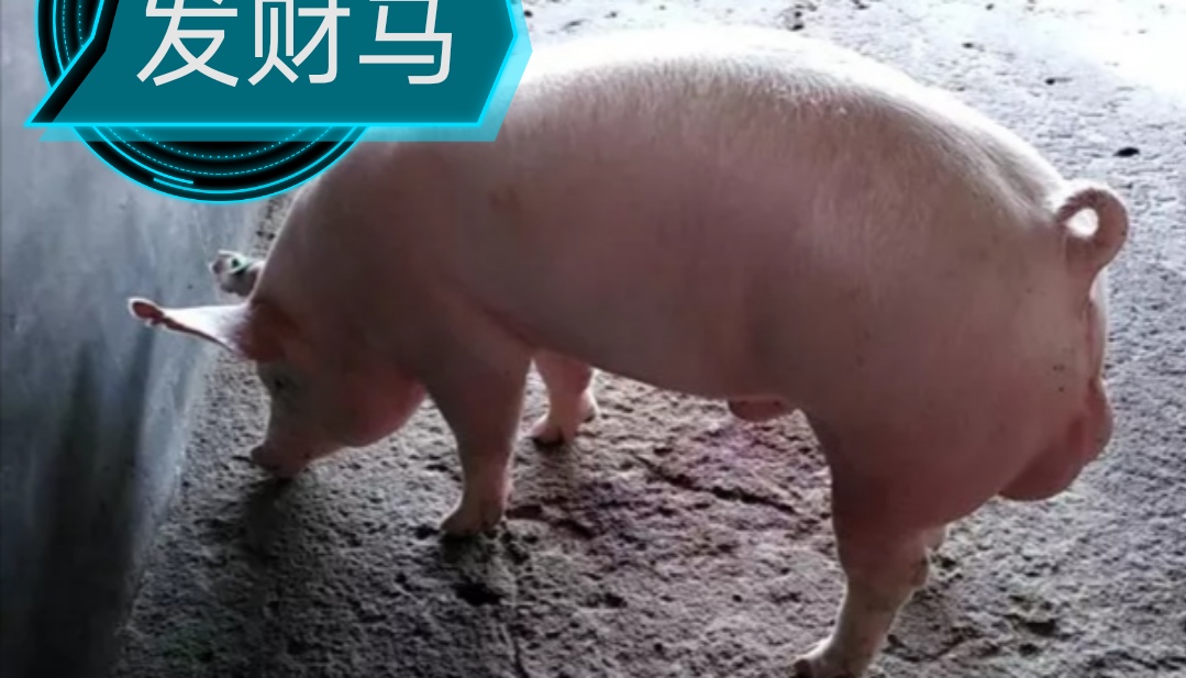 提高母猪产仔数的技巧有什么,如何提高母猪养猪场效益