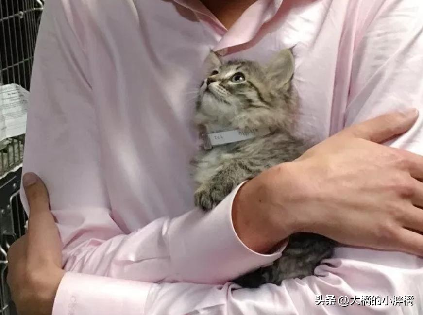 小猫多年后再次见到主人的反应 (小猫见面反应激萌)