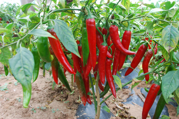 朝阳特色农产品哪里买,朝阳农产品市场