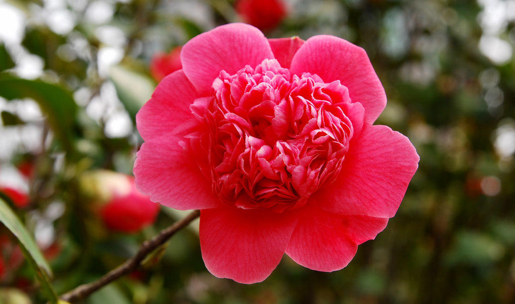 山茶花不能正常开花的原因,山茶花开花时可以晒太阳吗