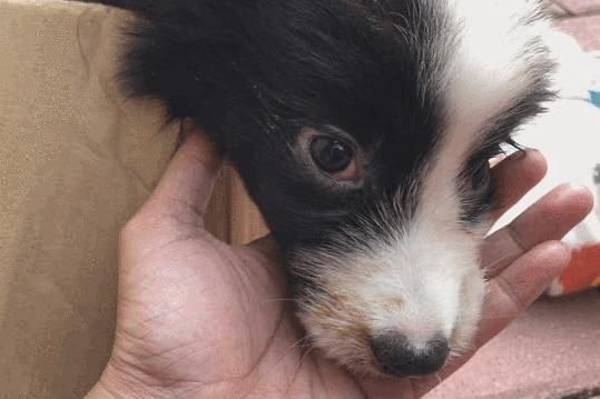 卡布：来自一只三个月大的边境牧羊犬，一封遗留在人间的草稿