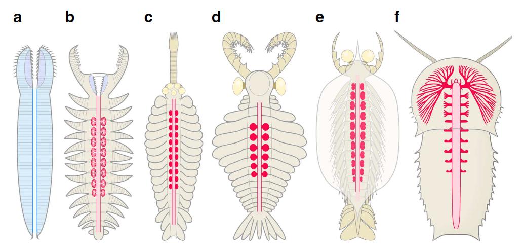 奇虾的故事1：恐虾首霸
