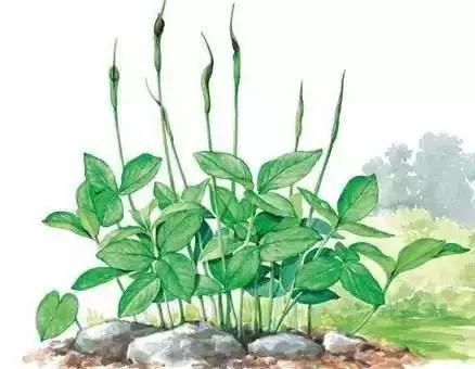 玉米和杂草对比图,玉米地里的草和玉米一样高怎么办