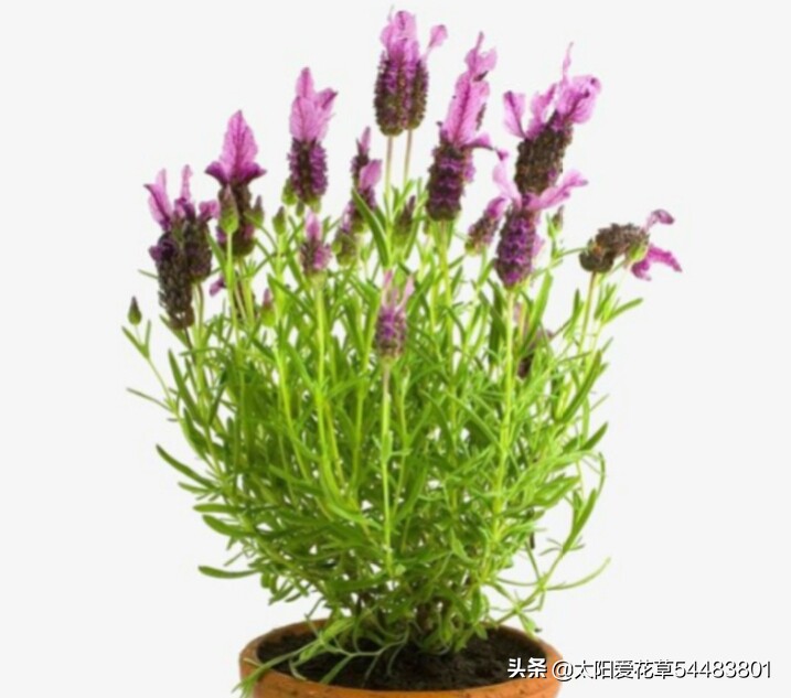 薰衣草盆栽怎么养殖,薰衣草盆栽的养殖方法和注意事项