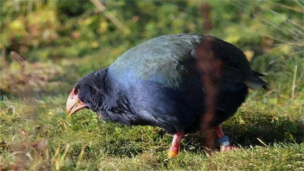 6岁母虎备受牙痛折磨，牙医为它换上“金牙”后，故意张嘴炫耀