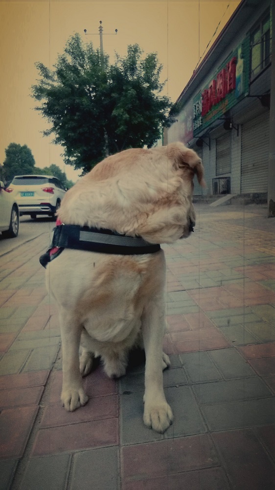 努比亚即将发布手机,努比亚最新发布手机