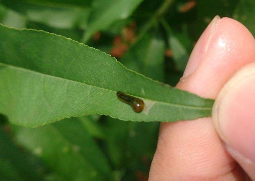 农家致富新思路,农民种田有奇招