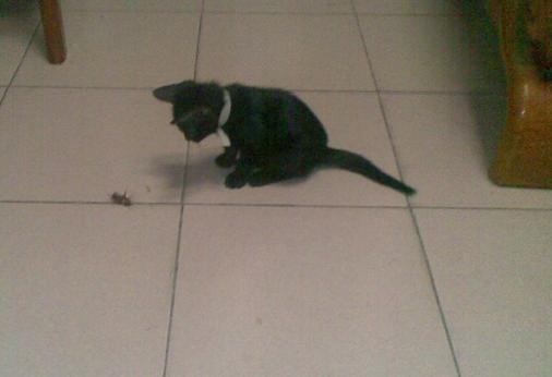 中华田园猫黑猫绿眼,中国田园猫咪黑猫