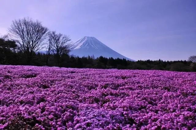 日本有趣小常识,日本人必知的100个小知识