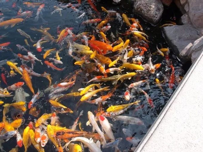 上海景点交通攻略,上海公交车旅游攻略