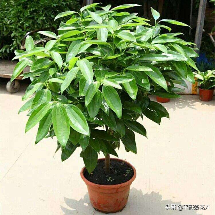 平安树叶子发干发黄怎么回事,平安树叶子一直发黄什么原因