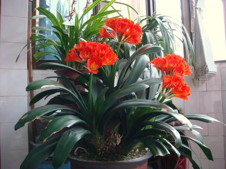 君子兰花不长新叶不开花怎么办呢,君子兰不长新叶的原因及解决方法