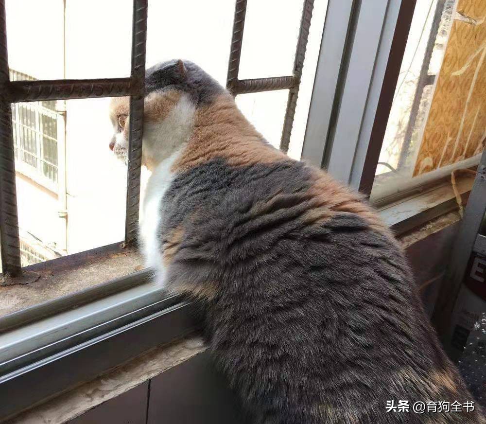 新手养猫必须要懂的几种行为,养猫新手一百条养猫常识