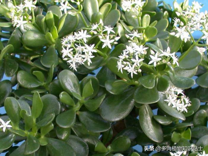 10种公认阳台露养的多肉,夏天阳台露养多肉