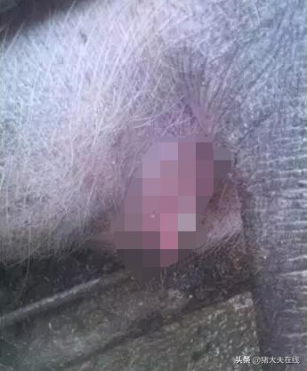 母猪有炎症给配了怎么办,母猪乳房感染了怎么办