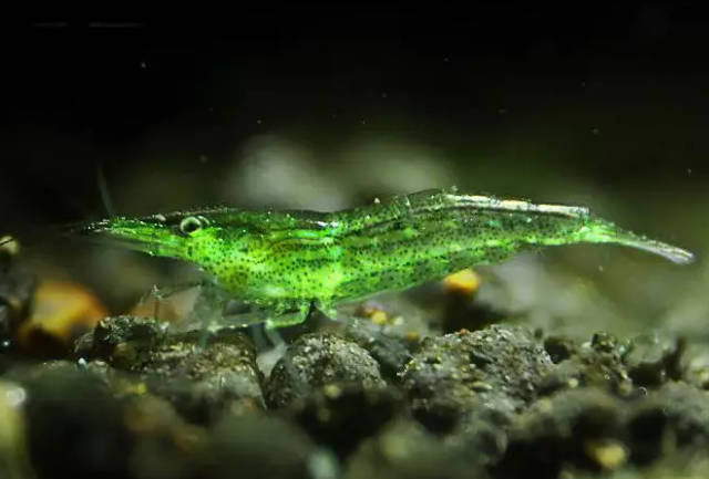 观赏虾适合新手养的虾类品种,观赏虾最好养的是什么品种