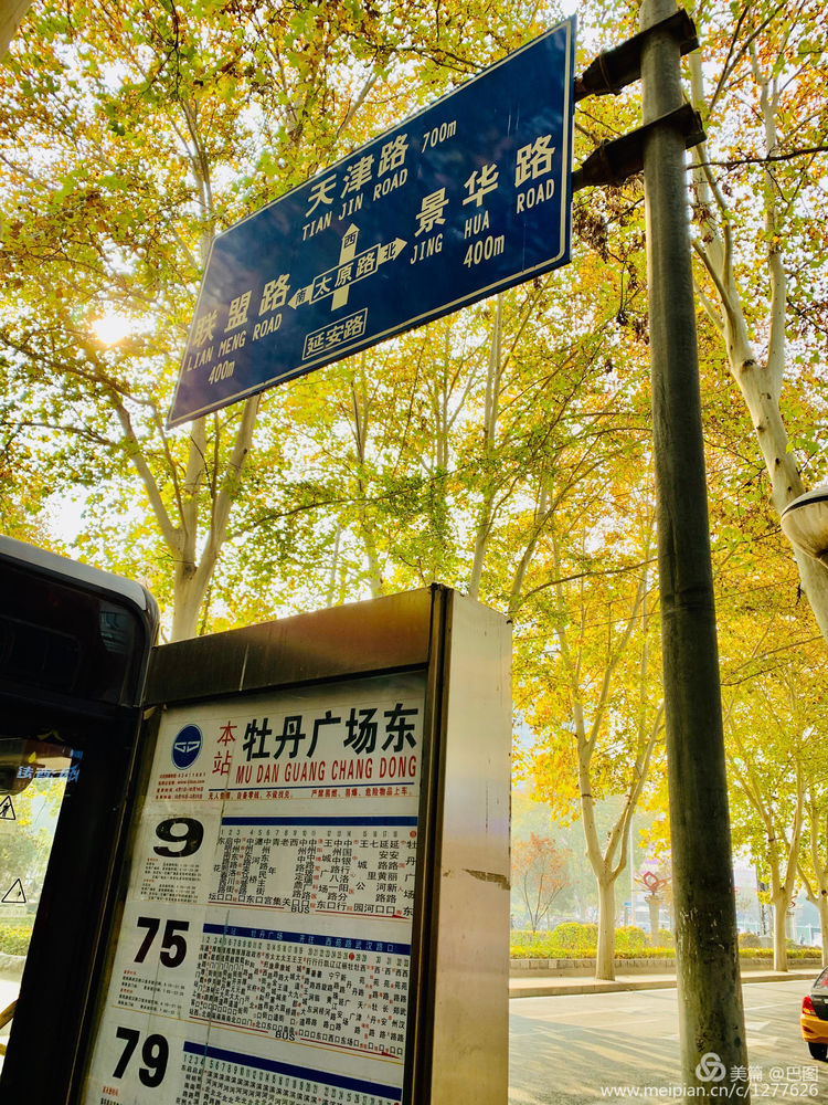 涧西牡丹广场老照片,洛阳牡丹手机拍照