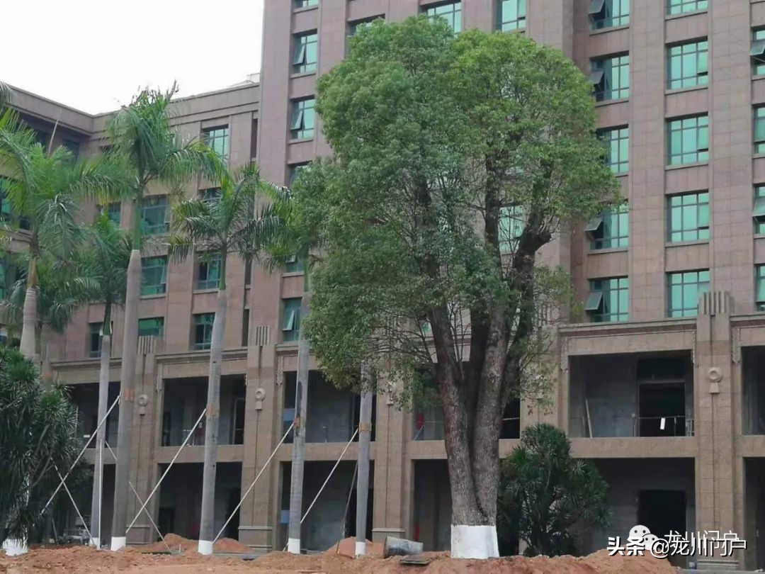 这样的龙川你会喜欢吗？你期待将来是什么样子？