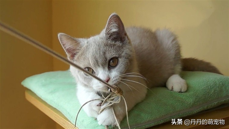 猫咪无法拒绝的三件事,猫咪最难以抗拒的东西