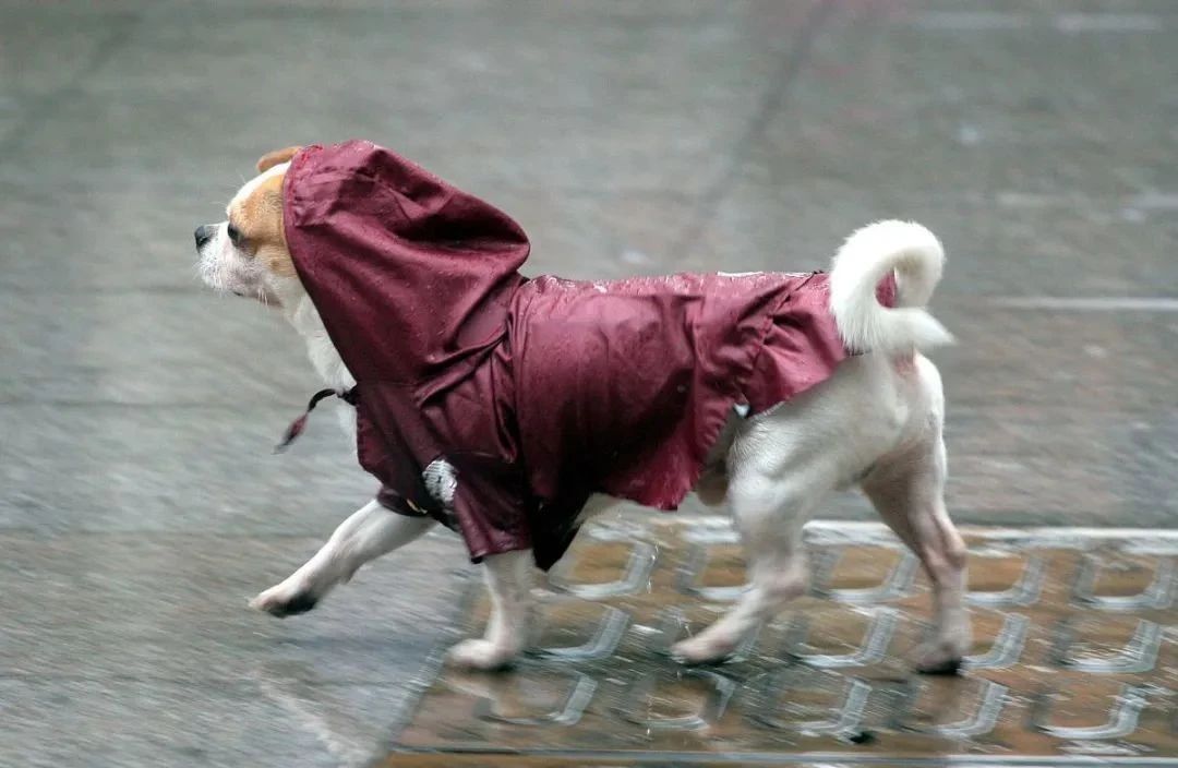 狗狗不想要了送哪里,狗狗不想要了最好扔在哪里