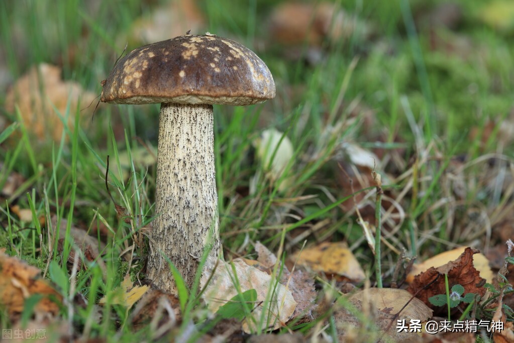 梦到树起大火,梦见树着火时又熄灭什么意思